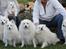 Kennel Shinbi, kennel Kisujin og Kennel Nezumi - Det er svært at få alle til at smile på en gang.
oldeforældrene sidder der i midten og ser noget hængeøret ud
fra venstre, Albert, Jowina, Ricko, Shinnie og til sidst Lline
