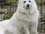 Kennel Shinbi, kennel Kisujin og Kennel Nezumi - Villy