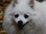 Kennel Shinbi, kennel Kisujin og Kennel Nezumi - Shinnie igen