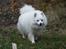 Kennel Shinbi, kennel Kisujin og Kennel Nezumi - Gamle mor Shinnie - frisk og glad
