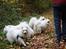 Kennel Shinbi, kennel Kisujin og Kennel Nezumi