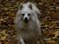 Kennel Shinbi, kennel Kisujin og Kennel Nezumi - Et par billeder af Line