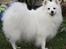 Kennel Shinbi, kennel Kisujin og Kennel Nezumi - Jowina
