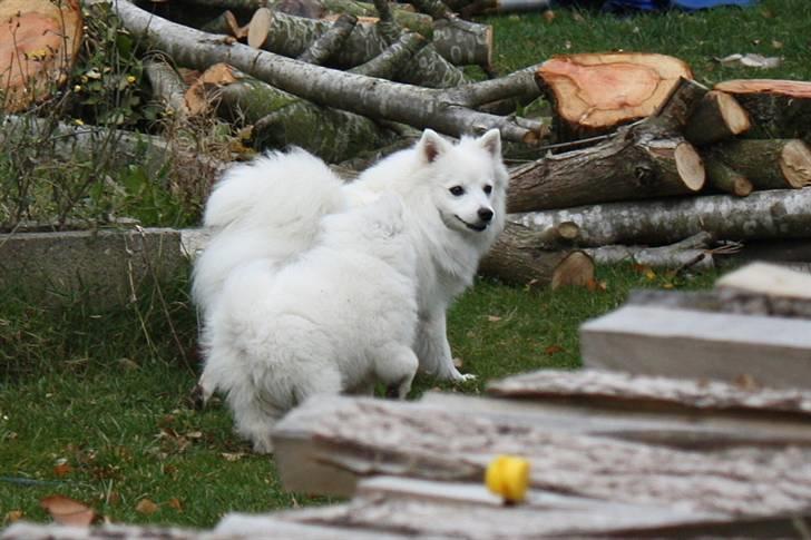 Kennel Shinbi, kennel Kisujin og Kennel Nezumi billede 46