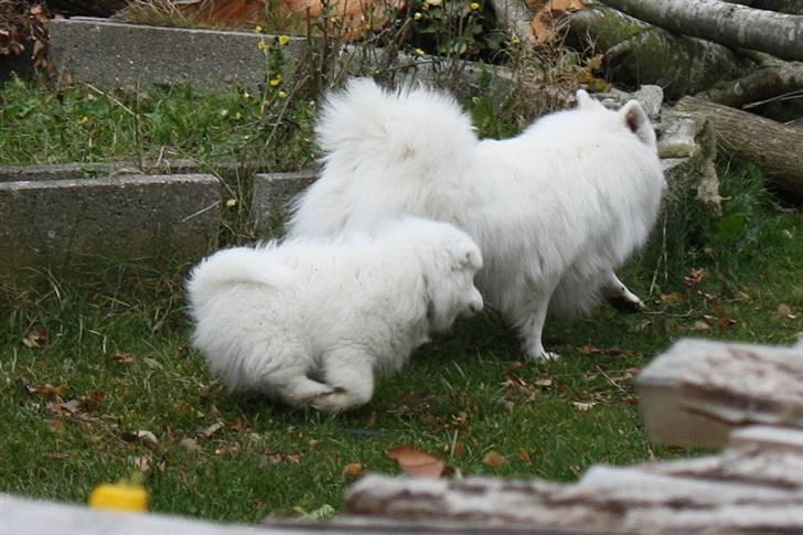 Kennel Shinbi, kennel Kisujin og Kennel Nezumi billede 45