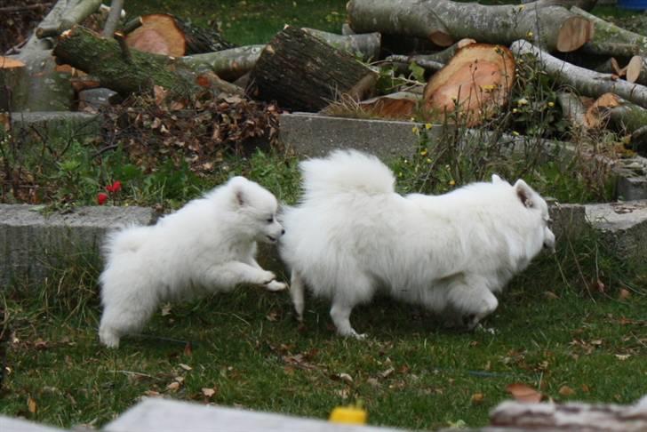 Kennel Shinbi, kennel Kisujin og Kennel Nezumi - Fannyyyyy vent på mig billede 44