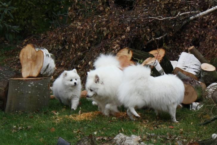 Kennel Shinbi, kennel Kisujin og Kennel Nezumi billede 43