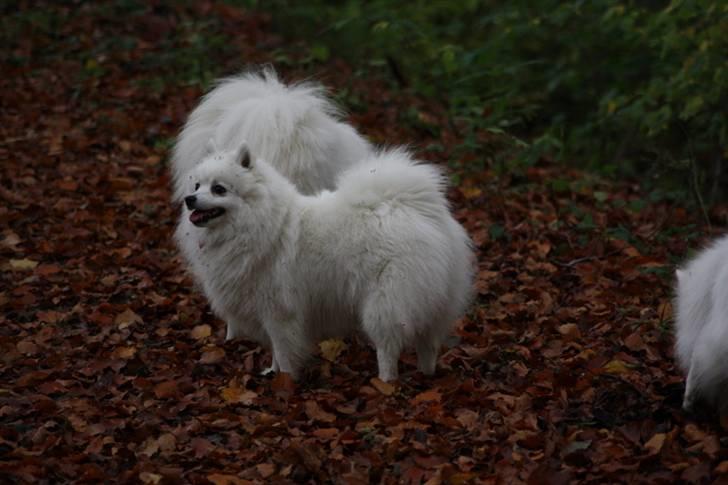 Kennel Shinbi, kennel Kisujin og Kennel Nezumi billede 32