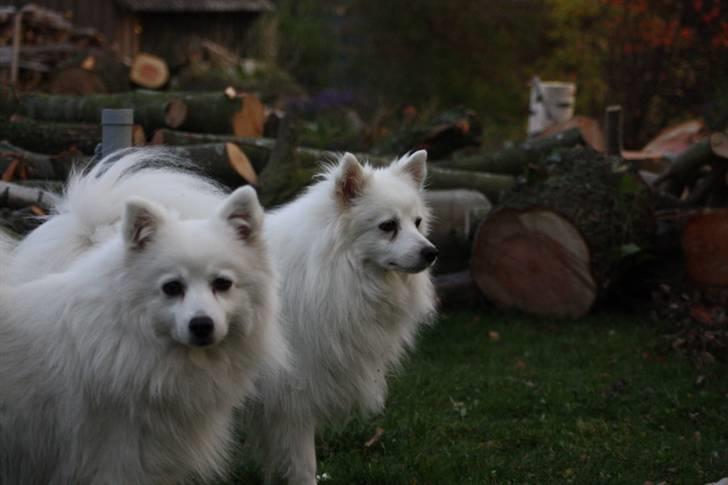 Kennel Shinbi, kennel Kisujin og Kennel Nezumi - Galia og jowina billede 49