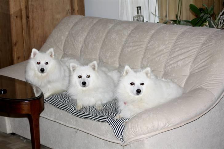 Kennel Shinbi, kennel Kisujin og Kennel Nezumi - Galia i midten - tv datter Safi - th datter Mille billede 58