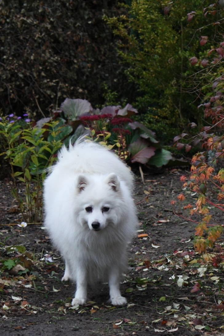 Kennel Shinbi, kennel Kisujin og Kennel Nezumi - Galia billede 48
