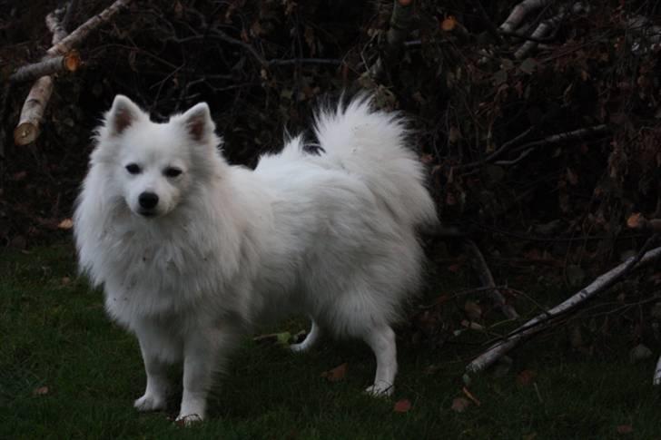 Kennel Shinbi, kennel Kisujin og Kennel Nezumi - Fanny billede 50