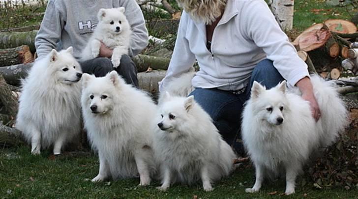 Kennel Shinbi, kennel Kisujin og Kennel Nezumi - Ja og så er det Line der gemmer sig

men ellers er det morfar Albert, oldefar Ricko, oldemor Shinnie, mormor Jowina billede 60