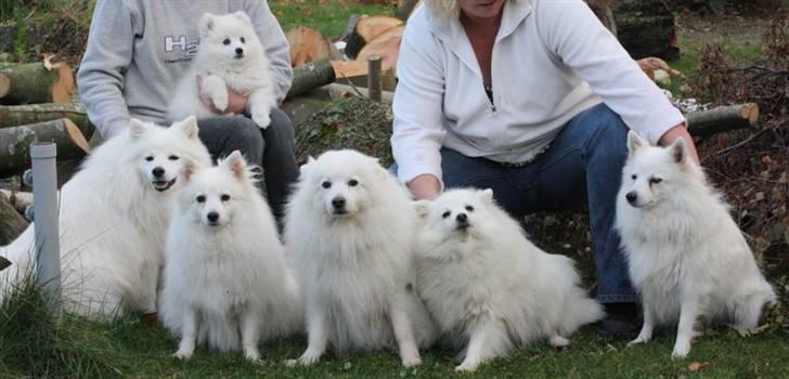Kennel Shinbi, kennel Kisujin og Kennel Nezumi - Det er svært at få alle til at smile på en gang.
oldeforældrene sidder der i midten og ser noget hængeøret ud
fra venstre, Albert, Jowina, Ricko, Shinnie og til sidst Lline billede 59