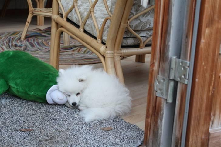 Kennel Shinbi, kennel Kisujin og Kennel Nezumi - Man kan altså godt blive meget træt efter sådan et familietræf billede 61