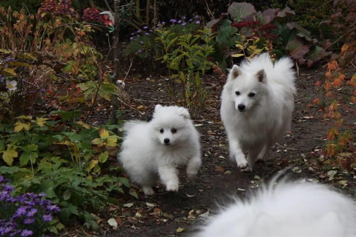 Kennel Shinbi, kennel Kisujin og Kennel Nezumi - Chika synes Fanny var meget spændene....en helt ny oplevelse for Fanny, der er vant til at være babyen billede 42
