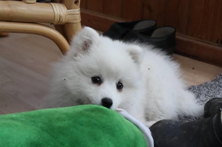 Kennel Shinbi, kennel Kisujin og Kennel Nezumi billede 57