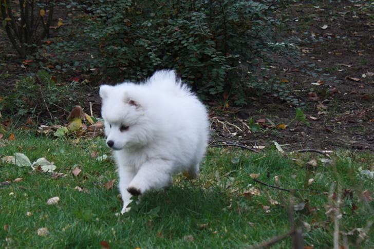 Kennel Shinbi, kennel Kisujin og Kennel Nezumi billede 40