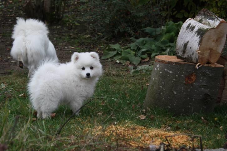 Kennel Shinbi, kennel Kisujin og Kennel Nezumi billede 39