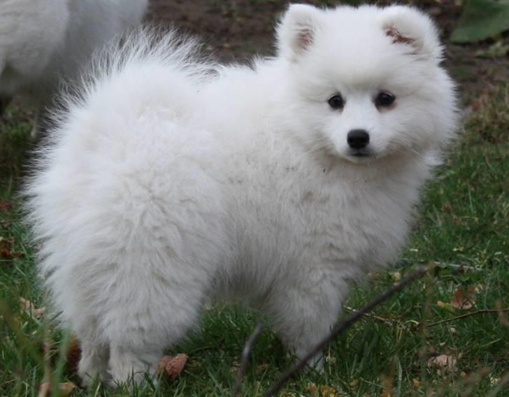 Kennel Shinbi, kennel Kisujin og Kennel Nezumi billede 33
