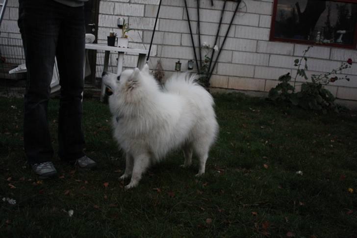 Kennel Shinbi, kennel Kisujin og Kennel Nezumi billede 56