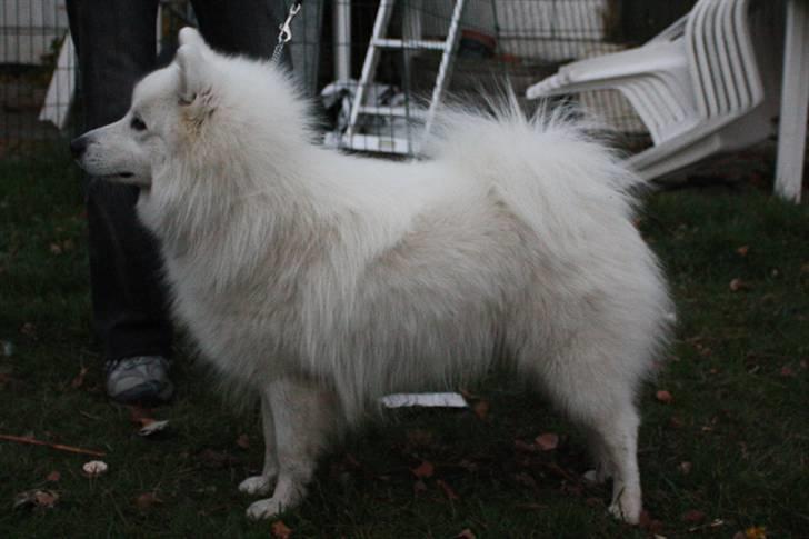 Kennel Shinbi, kennel Kisujin og Kennel Nezumi billede 55