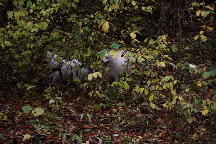 Kennel Shinbi, kennel Kisujin og Kennel Nezumi - Balto har lokket Bianca med på skovtur billede 25