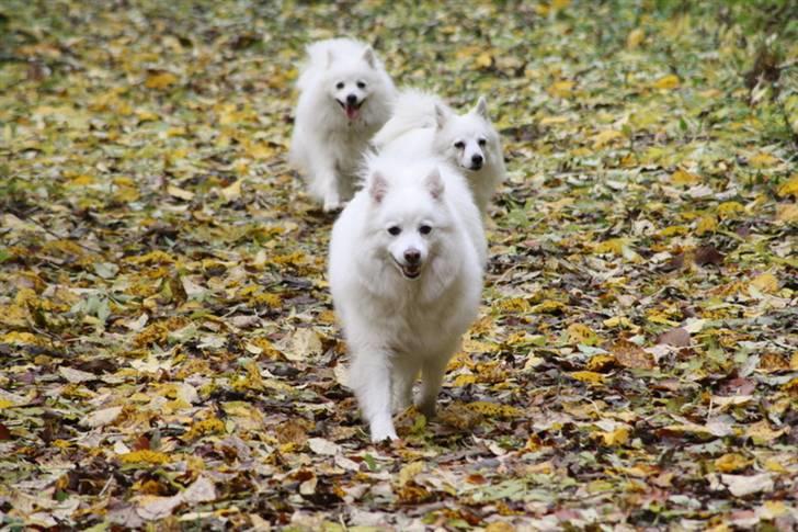 Kennel Shinbi, kennel Kisujin og Kennel Nezumi billede 29
