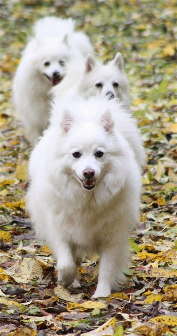Kennel Shinbi, kennel Kisujin og Kennel Nezumi billede 28