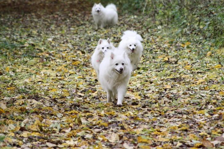 Kennel Shinbi, kennel Kisujin og Kennel Nezumi - Villy har et helt harem - alle hans piger fulgte med ham billede 27