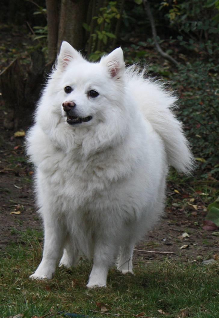 Kennel Shinbi, kennel Kisujin og Kennel Nezumi - Villy billede 26