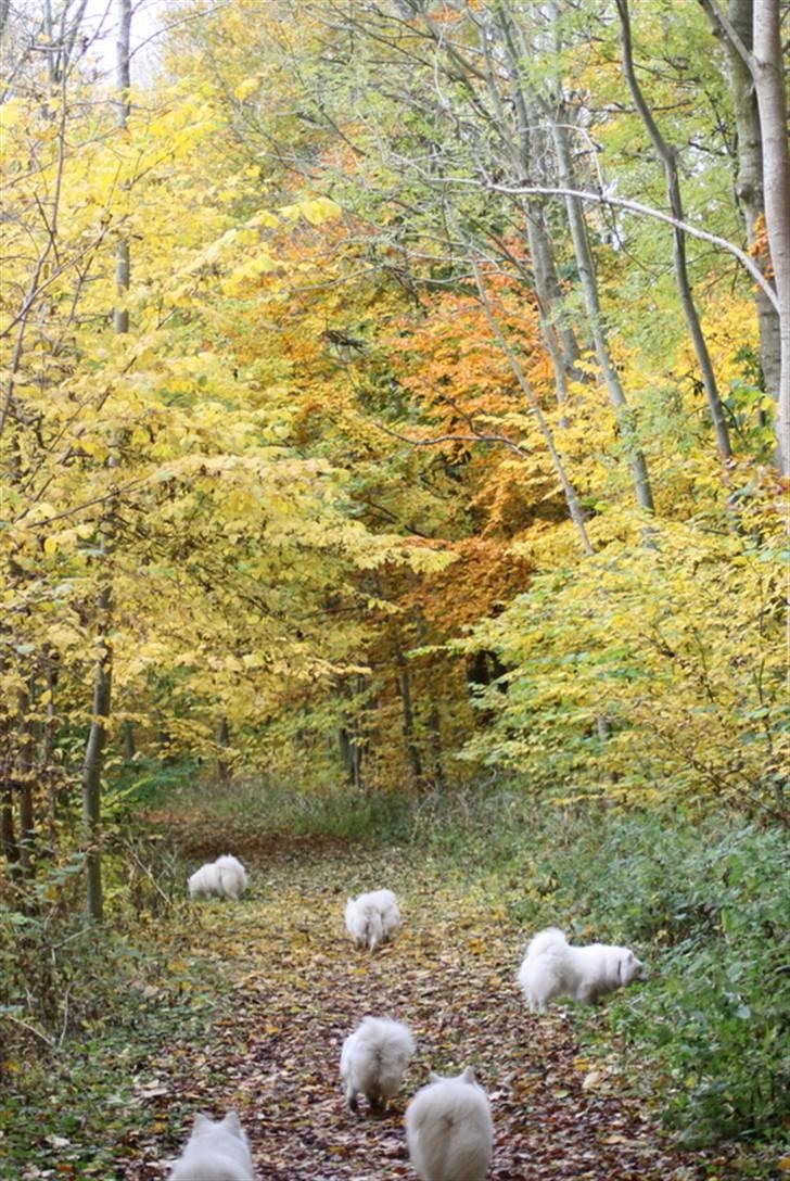 Kennel Shinbi, kennel Kisujin og Kennel Nezumi - Hundene på skovstien billede 2