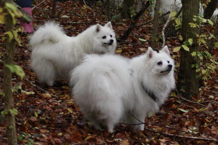 Kennel Shinbi, kennel Kisujin og Kennel Nezumi - Mor Shinnie og jowina billede 23