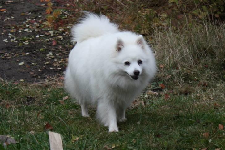 Kennel Shinbi, kennel Kisujin og Kennel Nezumi - Gamle mor Shinnie - frisk og glad billede 47