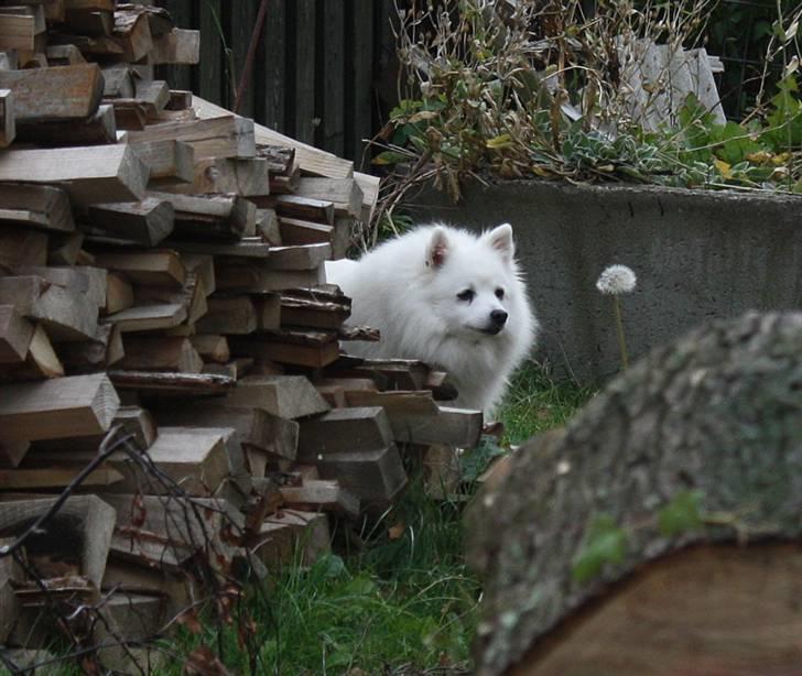 Kennel Shinbi, kennel Kisujin og Kennel Nezumi - Shinnie står og lure på et eller andet billede 51