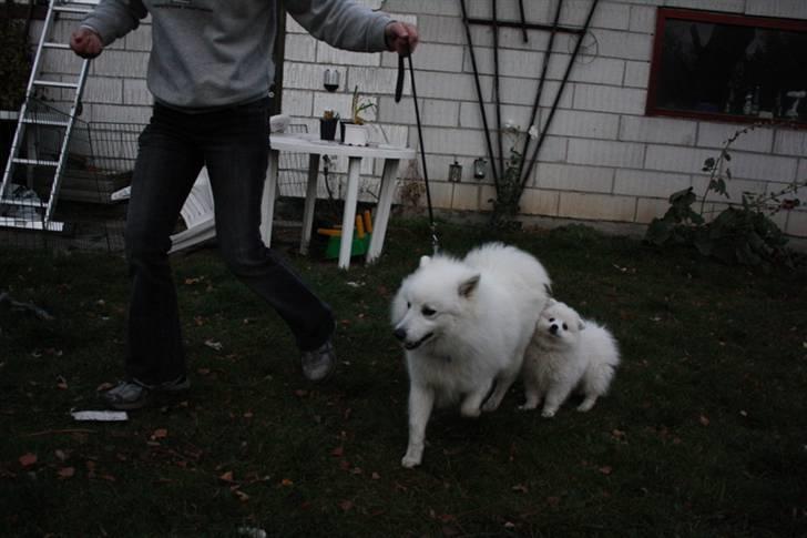 Kennel Shinbi, kennel Kisujin og Kennel Nezumi billede 54