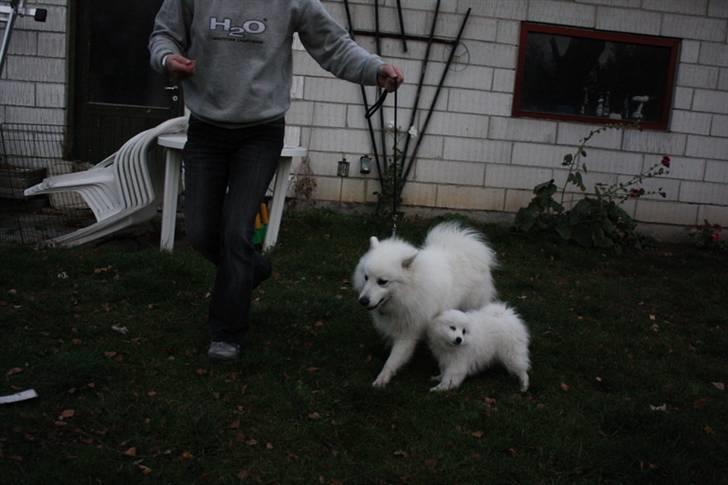 Kennel Shinbi, kennel Kisujin og Kennel Nezumi - Vi prøver at lave noget ringtræning med Balto.....den eneste vi lod være ude i haven var Chika....det viste sig hun var meget mere interesseret i ringtræning end Balto :O) billede 53