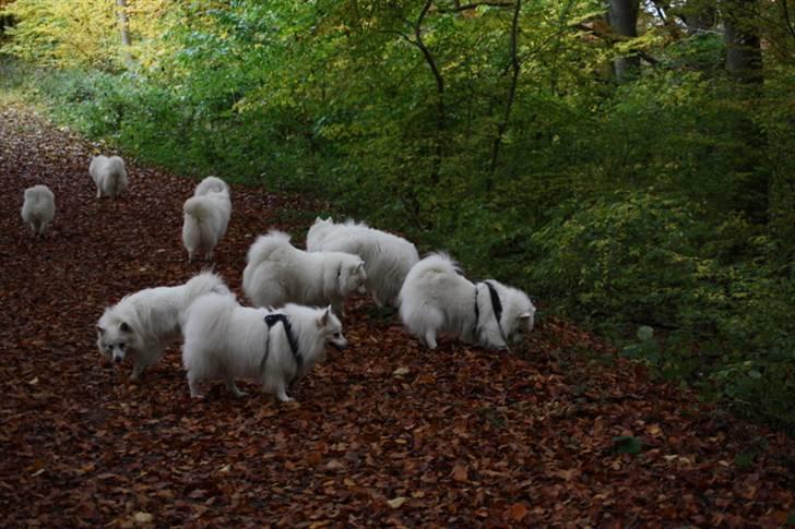 Kennel Shinbi, kennel Kisujin og Kennel Nezumi billede 22