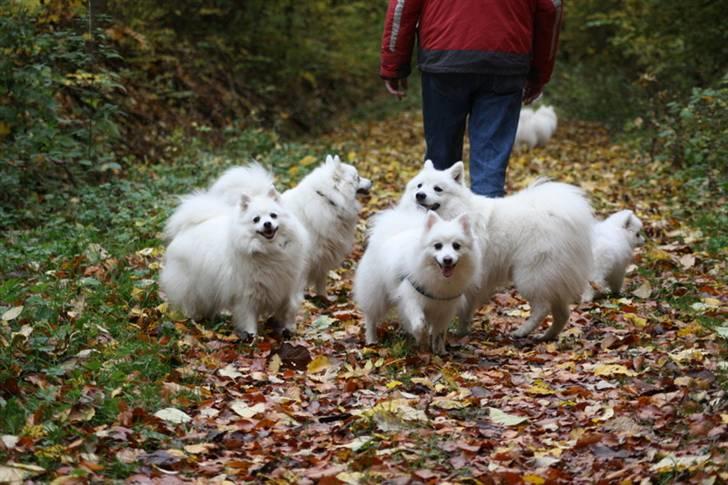 Kennel Shinbi, kennel Kisujin og Kennel Nezumi billede 16