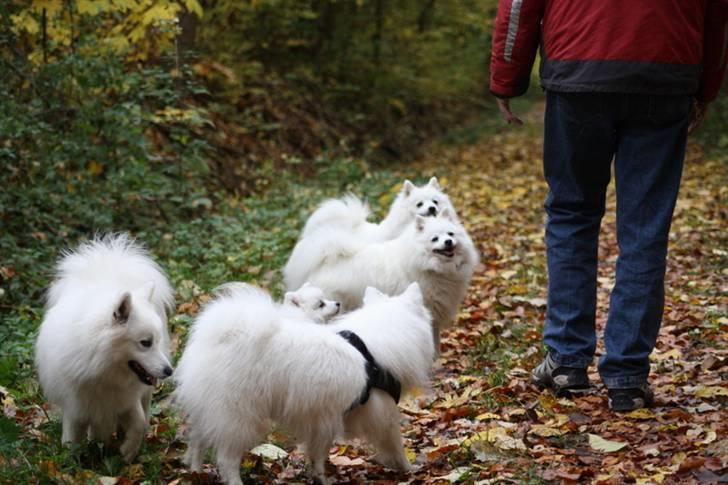 Kennel Shinbi, kennel Kisujin og Kennel Nezumi - Sjovt lille hovede der stikker frem midt i flokken billede 18