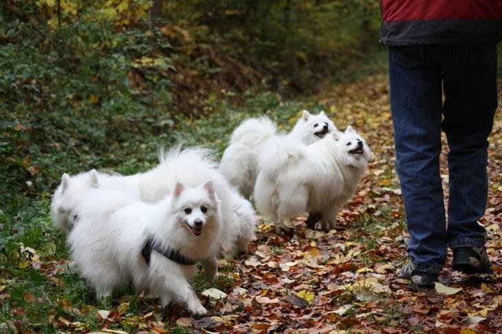Kennel Shinbi, kennel Kisujin og Kennel Nezumi billede 15