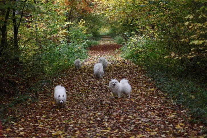 Kennel Shinbi, kennel Kisujin og Kennel Nezumi billede 6