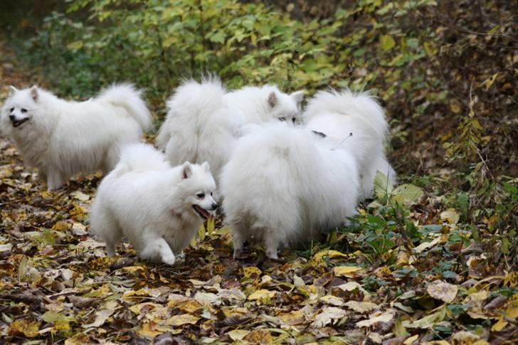 Kennel Shinbi, kennel Kisujin og Kennel Nezumi billede 17