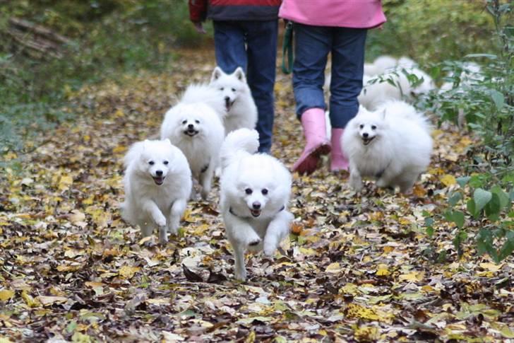 Kennel Shinbi, kennel Kisujin og Kennel Nezumi billede 7
