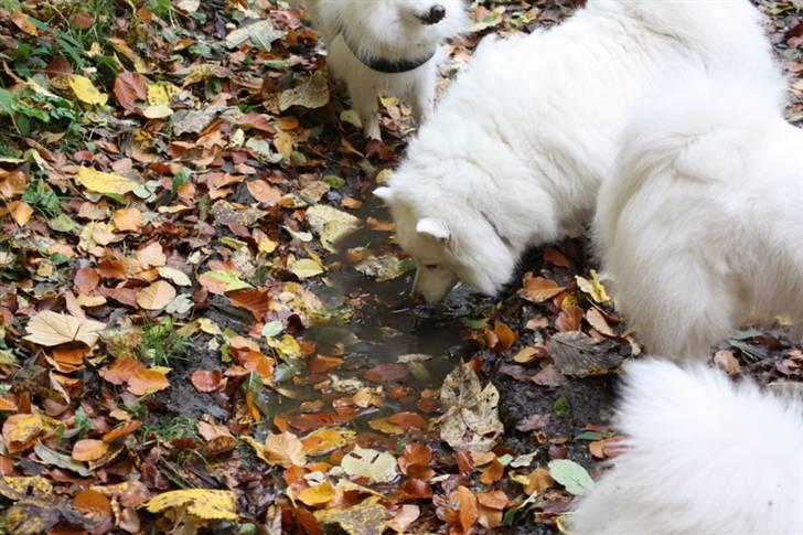 Kennel Shinbi, kennel Kisujin og Kennel Nezumi - Og så fandt vi lidt vand - nogle er mere badedyr end andre billede 12