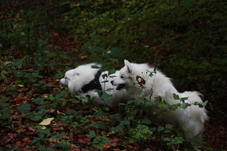 Kennel Shinbi, kennel Kisujin og Kennel Nezumi billede 21