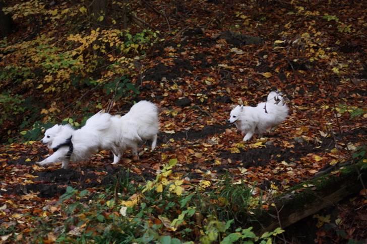 Kennel Shinbi, kennel Kisujin og Kennel Nezumi - Balto var forelsket i Bianca og han passede hende op alt det han kunne billede 20