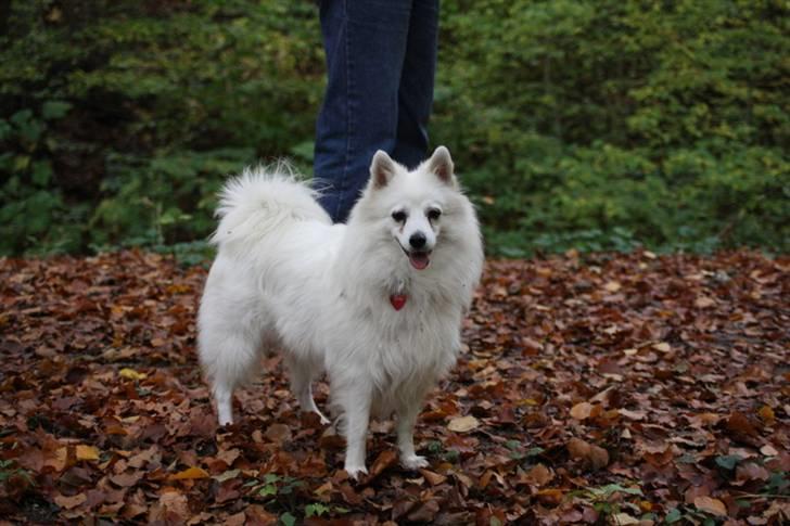 Kennel Shinbi, kennel Kisujin og Kennel Nezumi billede 11