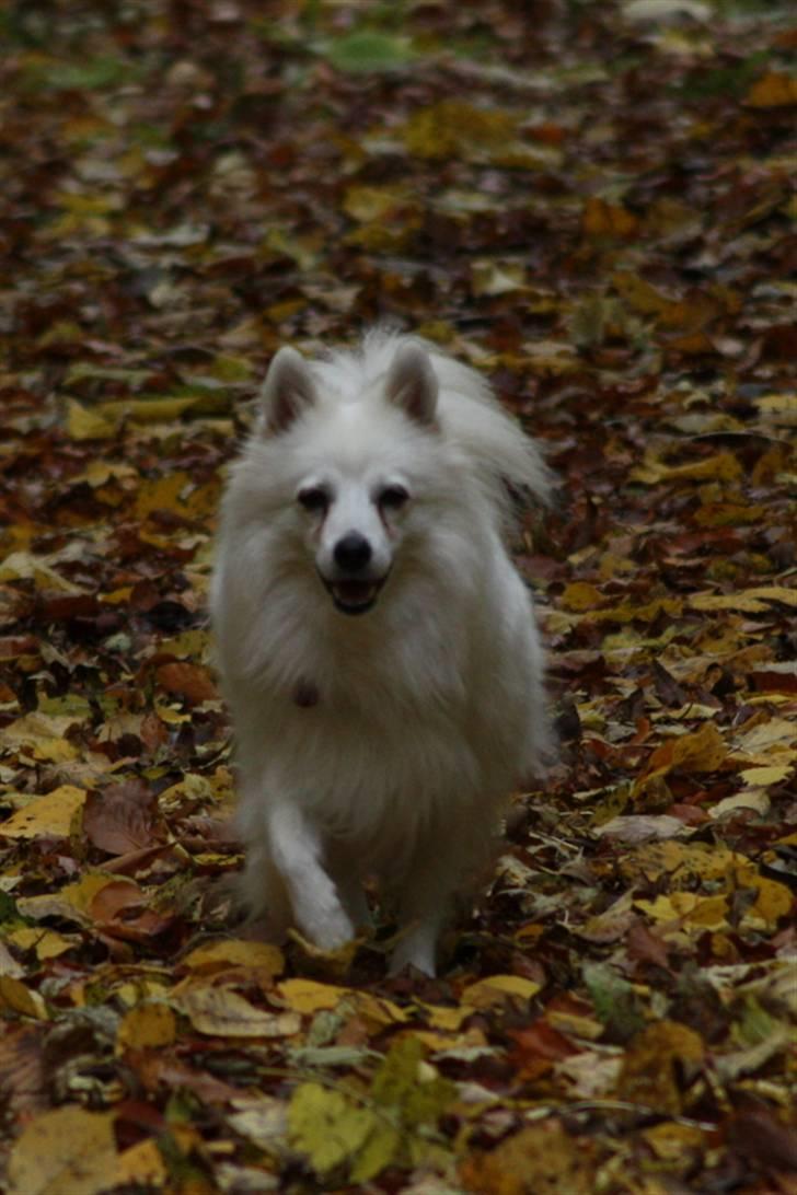 Kennel Shinbi, kennel Kisujin og Kennel Nezumi - Et par billeder af Line billede 9