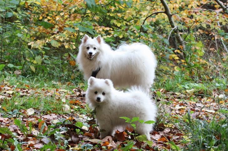 Kennel Shinbi, kennel Kisujin og Kennel Nezumi - Bedstemor Jowina med barnebarn Chika billede 5